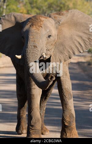 Young elephant blocking the road by standing in the middle with ears flapped open and trunk in the air Stock Photo