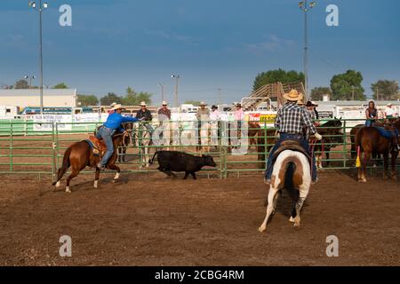 Fallon, Nevada - August 3, 2014: A team of cowboys on horseback roping a calf in a rodeo at the Churchill County Fairgrounds in the city of Fallon, in Stock Photo