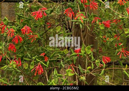 Coral honeysuckle (Lonicera sempervirens) in bloom Stock Photo