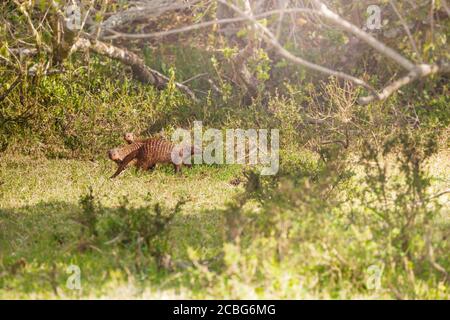 Banded Mongoose Mungos Mungo Family photo in Kenya, Africa National Park Stock Photo