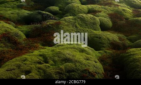 The mossy lava fields of Southern Iceland created during the Laki eruption in the late 18th century Stock Photo