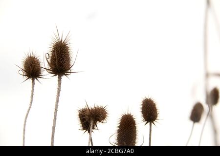 Seeds of dried Teasel Stock Photo