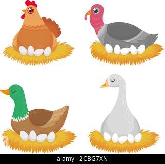 Birds in nest with eggs. Nature wildlife organic Stock Vector