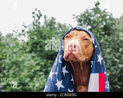 Lovable, pretty puppy of chocolate color. Closeup Stock Photo - Alamy