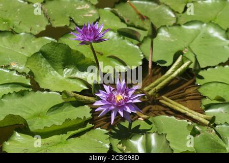 Star lotus flower/ Nymphaea nouchali Stock Photo