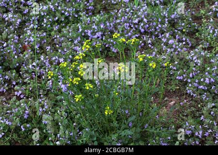 Wild Mustard (Sinapis arvensis) Stock Photo