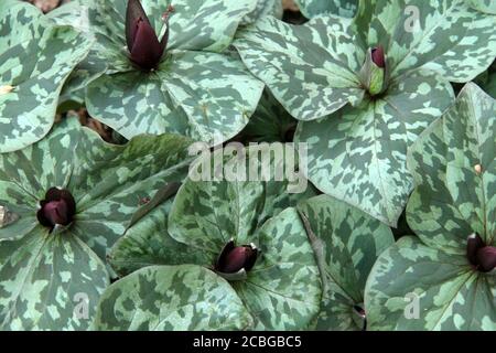 Trillium cuneatum ( Little sweet Betsy) in springtime Stock Photo