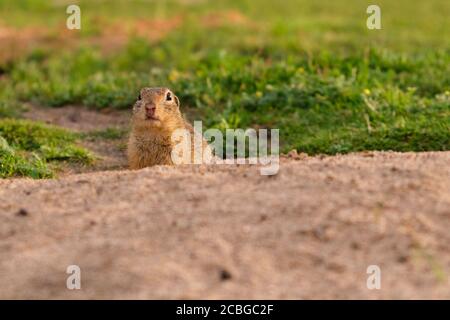 European ground squirrel standing in the field. Wildlife scene from nature.  Stock Photo