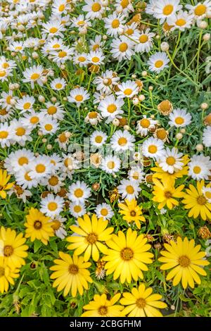 Beautiful field of daisy flowers in spring. Blurred abstract summer meadow with bright blossoms. Beautiful nature scene blooming chamomiles summer Stock Photo