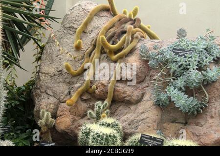 Various types of succulents displayed at a botanical garden in U.S.A. Stock Photo