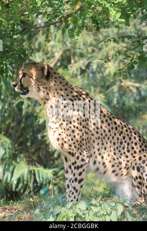 Cheetah Stock Photo