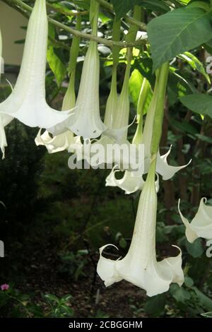 The hanging trumpet-shaped flowers of Brugmansia plant Stock Photo