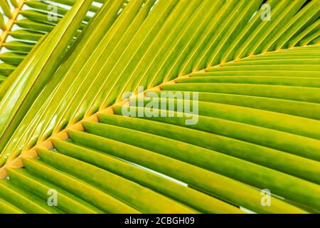 Green palm leaf texture background. Sugar palm leaf texture in closeup for background. Stock Photo