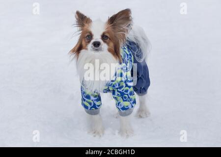 Papillon 2025 dog clothing