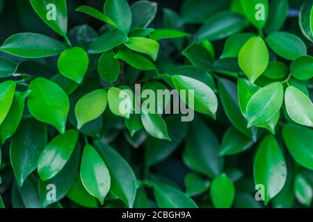 Green leaf in the nature abstract background, Freshness style. Green leaves pattern background, Natural background and wallpaper Stock Photo