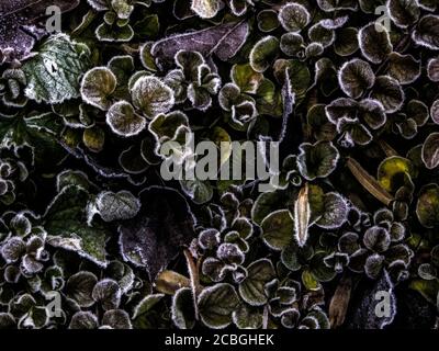 Frost Tipped Plants in Garden Stock Photo