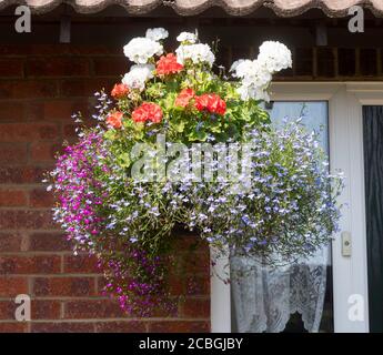 A hanging basket containing geraniums (pelargoniums) and trailing lobelia Stock Photo