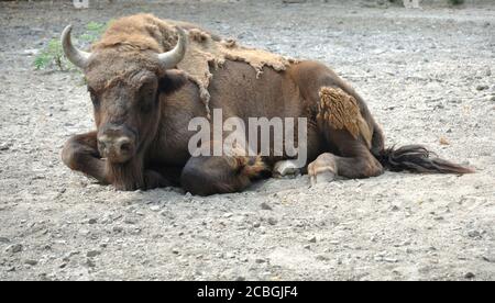 A lone bull is lying on the ground. A close-up animal. Stock Photo
