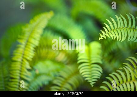 Beautiful ferns leaves green foliage natural floral fern background in sunlight. macro Photo of green fern petals. Stock photo plant fern blossomed Stock Photo
