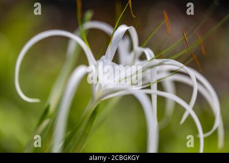 Closeup view of white tropical lily flower with water drops with blurred garden background. Exotic floral backdrop, soft pastel colors, bright nature Stock Photo