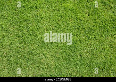 Green grass cut short Stock Photo