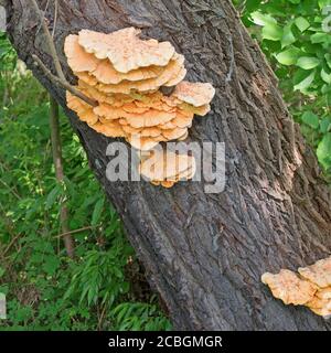 Sulfur Porling, Laetiporus sulphureus, on tree trunk Stock Photo