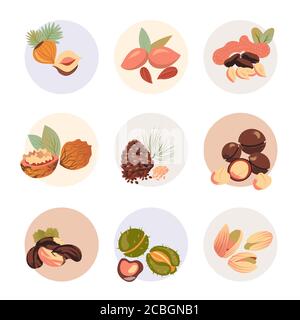 isolate set of nuts in circles on white background Stock Vector