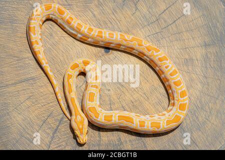 Curled up Python molurus on wood slice. Poster, background, wallpaper, exotic pet idea concept Stock Photo