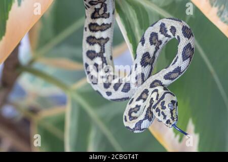 Morelia spilota with tongue out. Macro. Snake with tongue out hanging on leaves of rubber tree. Snake, exotic pet. Close up. Wallpaper, poster, backgr Stock Photo