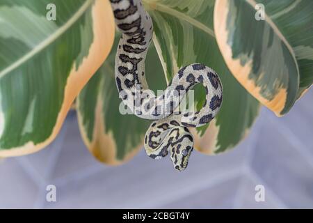 Morelia spilota. Snake curled up and hanging on leaves of rubber fig. Exotic pet. Close up, macro. Wallpaper, poster, background Stock Photo