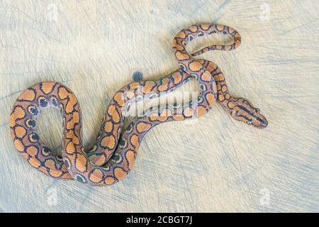 Epicrates cenchria resting on wood slice. Curled up. Exotic pet, poster, wallpaper, background, close up, top view Stock Photo