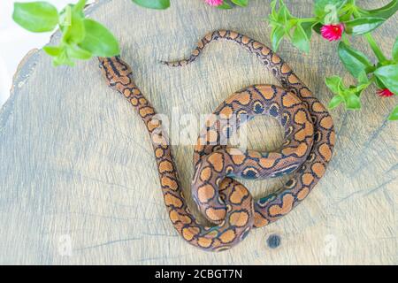 Epicrates cenchria curled up on wood slice in blooming plant. Exotic pet, poster, wallpaper, background, close up, top view Stock Photo