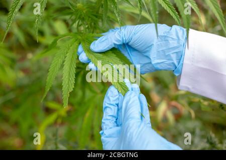 Hemp leaves in the hands of a scientist. Close-up of cannabis. Stock Photo