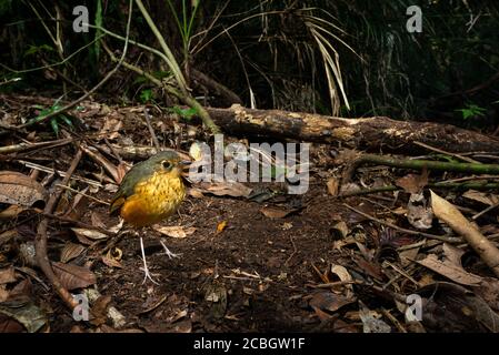 A Speckle-breasted Antpitta (Hylopezus nattereri) in its habitat, the ground of Atlantic Rainforest in SE Brazil Stock Photo