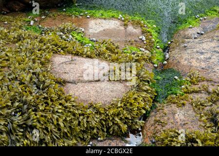 Algae growing on rocks, beach ocean science, Maine, USA. Stock Photo