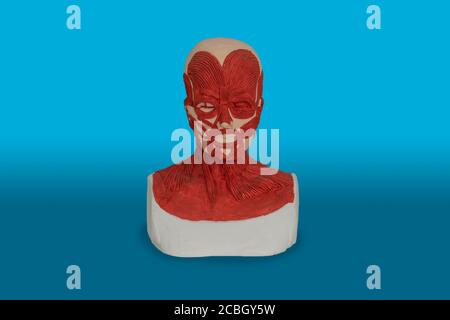 3d model of Facial muscular system anatomy Stock Photo