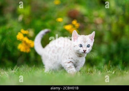 A cute white little Bengal kitten outdoors walking in the grass. The curious little cat is 7 weeks old, and she is looking away from camera . With som Stock Photo