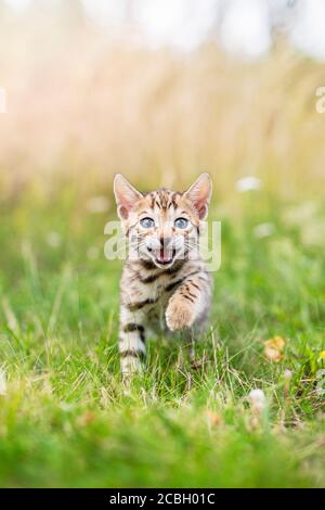 A happy little Bengal kitten outdoors in the grass. The little cat is 7 weeks old and is running towards the camera, looking at the viewer. Outdoors s Stock Photo