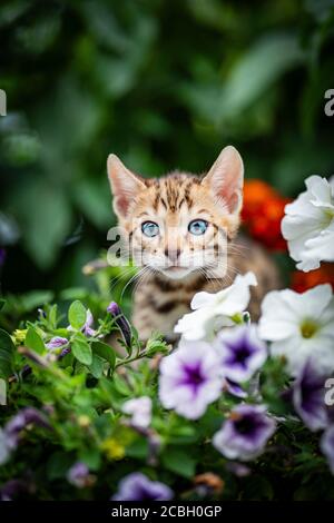 An adorable cute kitten among summer flowers. Purebred Bengal kitten with petunia. The little cat is 7 weeks old and is playing hide and seek outdoors Stock Photo