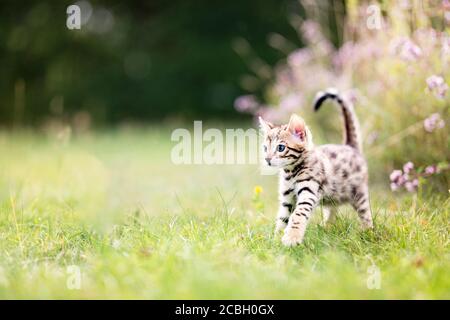 A cute curious spotted Bengal kitten outdoors in the grass in the summertime, on adventure. The kitten is 7 weeks old. Copy space room for text. Stock Photo