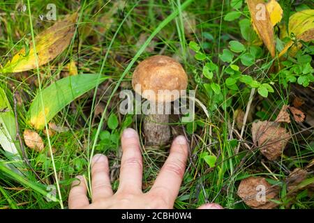 Hand showing on mushroom in the forest, at the grass Stock Photo