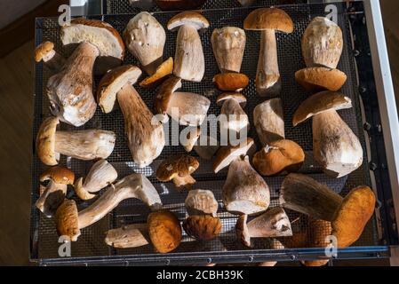 Porcini mushrooms lie on a drying grid in the oven Stock Photo