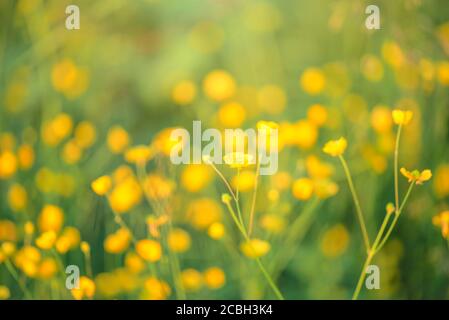 Silverweed, Potentilla anserina yellow flower in the grass and with sunbeam lights Stock Photo