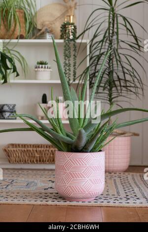 potted house plants in pink pots on floor in white room Stock Photo