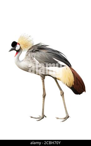 Grey crowned crane isolated on white background Stock Photo - Alamy