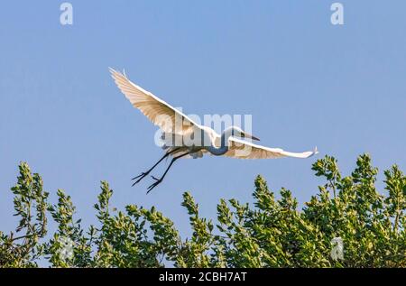 The great egret (Ardea alba), also called common egret, large egret or great white heron, seen in warm areas of North America and south into the tropics. Here, seen flying over a marsh in Cameron Parish, Louisiana. Stock Photo