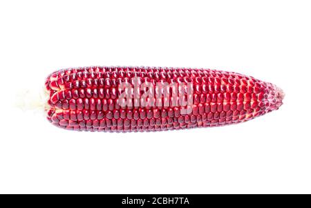 Fresh purple corn isolated on white background Stock Photo