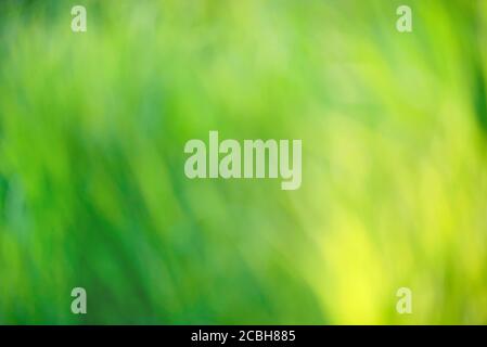 Bright round natural light bokeh on vivid green emerald leaves color background Stock Photo