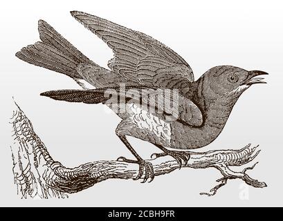 Eastern bluebird, sialia sialis sitting on a branch, spreading its wings and singing, after an antique illustration from the 19th century Stock Vector