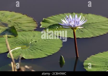Cape Waterlily And Lily Pads On Pond (Nymphaea nouchali) Stock Photo